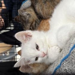 Один из четвероногих приехал из Артема на электричке #12