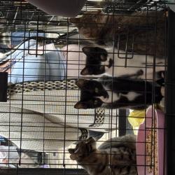 Один из четвероногих приехал из Артема на электричке #15