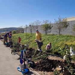 Порядка 100 деревьев появились около детского сада № 167 в минувшую субботу #7