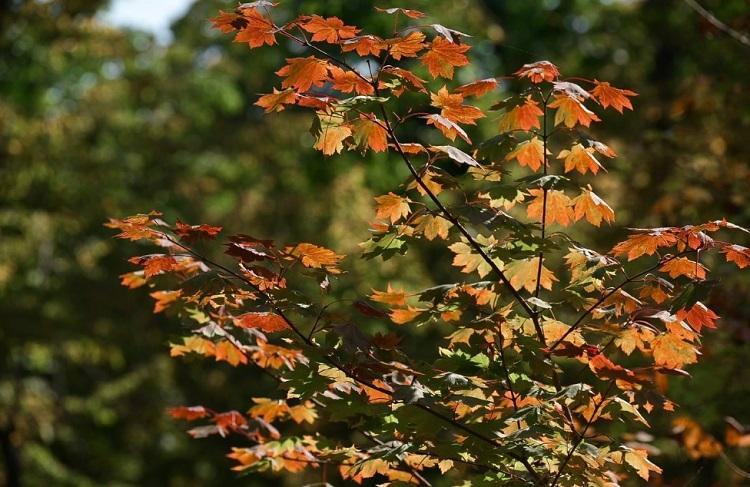 thumb_549886_news_xxxl (1).jpeg