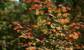 thumb_549886_news_xxxl (1).jpeg