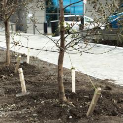 Преображение улицы Мордовцева на участке от Океанского проспекта до Алеутской близится к завершению #5