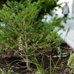 Преображение улицы Мордовцева на участке от Океанского проспекта до Алеутской близится к завершению #7