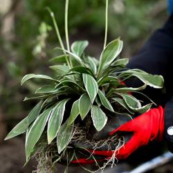 Преображение улицы Мордовцева на участке от Океанского проспекта до Алеутской близится к завершению #9