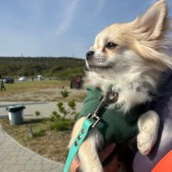 Горожане пришли с питомцами, чтобы провести день добра и помочь бездомным животным #1