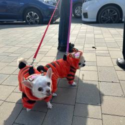 Горожане пришли с питомцами, чтобы провести день добра и помочь бездомным животным #2