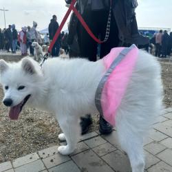 Горожане пришли с питомцами, чтобы провести день добра и помочь бездомным животным #3