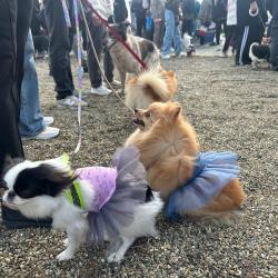 Горожане пришли с питомцами, чтобы провести день добра и помочь бездомным животным #4