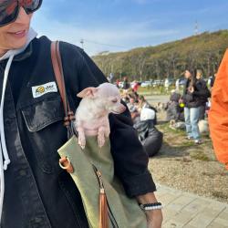Горожане пришли с питомцами, чтобы провести день добра и помочь бездомным животным #6