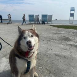 Горожане пришли с питомцами, чтобы провести день добра и помочь бездомным животным #7