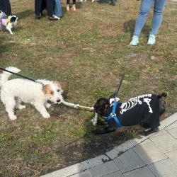 Горожане пришли с питомцами, чтобы провести день добра и помочь бездомным животным #8