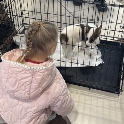 В городе растет число осознанных хозяев и волонтеров, готовых к серьезному подходу в заботе о животных #1