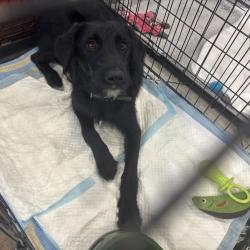 В городе растет число осознанных хозяев и волонтеров, готовых к серьезному подходу в заботе о животных #3