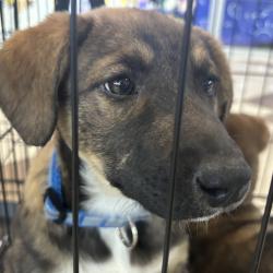 В городе растет число осознанных хозяев и волонтеров, готовых к серьезному подходу в заботе о животных #5