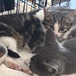 В городе растет число осознанных хозяев и волонтеров, готовых к серьезному подходу в заботе о животных #7