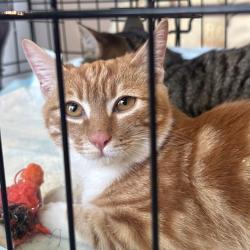 В городе растет число осознанных хозяев и волонтеров, готовых к серьезному подходу в заботе о животных #9