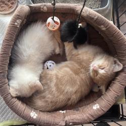 В городе растет число осознанных хозяев и волонтеров, готовых к серьезному подходу в заботе о животных #10