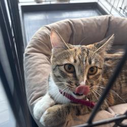 В городе растет число осознанных хозяев и волонтеров, готовых к серьезному подходу в заботе о животных #11