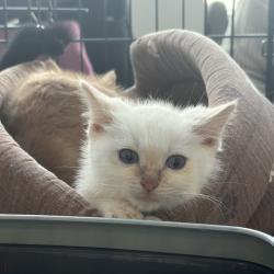 В городе растет число осознанных хозяев и волонтеров, готовых к серьезному подходу в заботе о животных #13