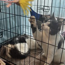 В городе растет число осознанных хозяев и волонтеров, готовых к серьезному подходу в заботе о животных #14