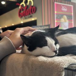 В городе растет число осознанных хозяев и волонтеров, готовых к серьезному подходу в заботе о животных #16