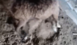 Безымянный (15).png