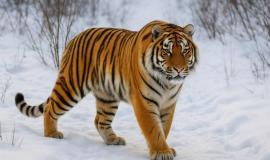 thumb_555729_news_xxxl (1).jpeg