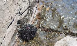 close-up-sea-urchin-shore.jpg
