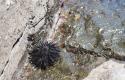 close-up-sea-urchin-shore.jpg