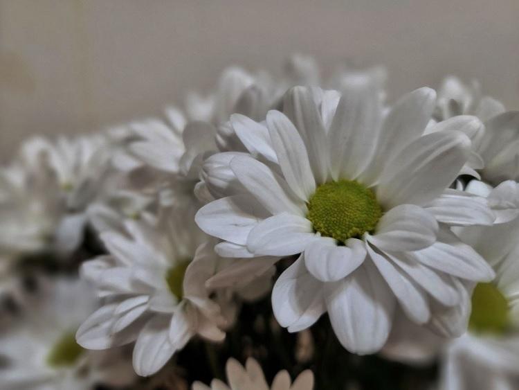 хризантемы 4.jpg