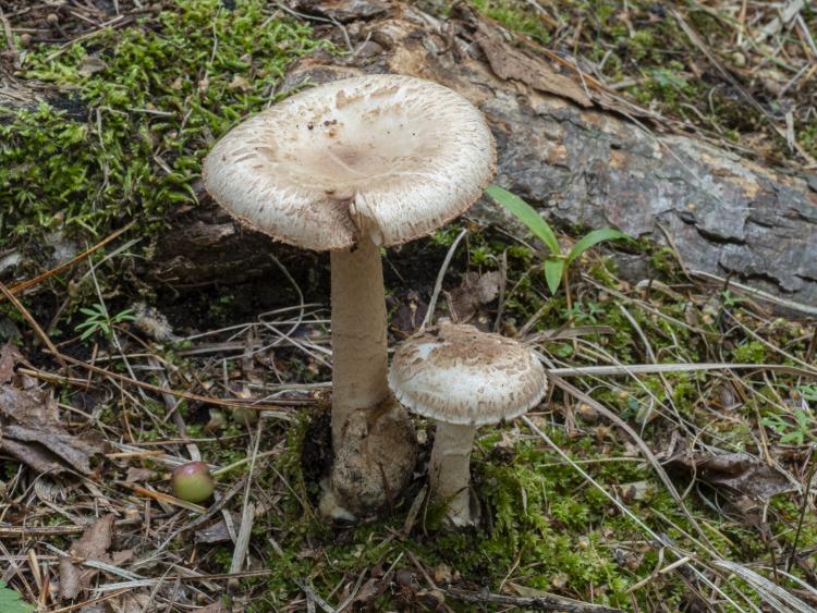 Amanita firma_photo Malysheva jpg.jpg