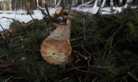 Без названия.png