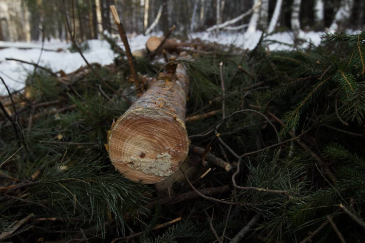 Без названия.png