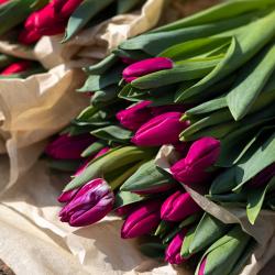 В этом году под нестационарную торговлю выделено 44 официальных места #4