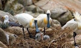 Колпицы (А. Ратников).jpg