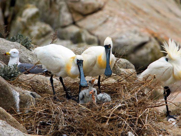 Колпицы (А. Ратников).jpg