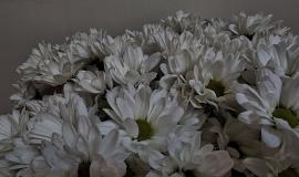 хризантемы 1.jpg