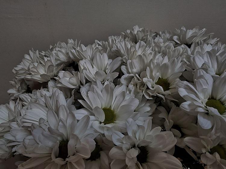 хризантемы 1.jpg