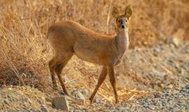 Водяной олень 3.jpg