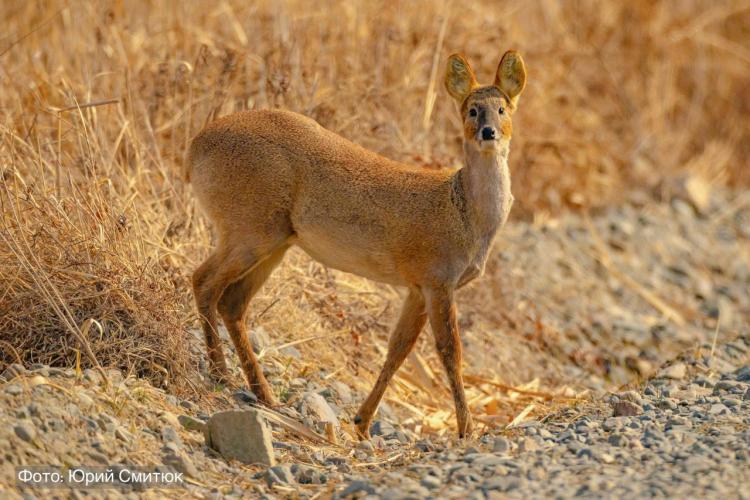Водяной олень 3.jpg