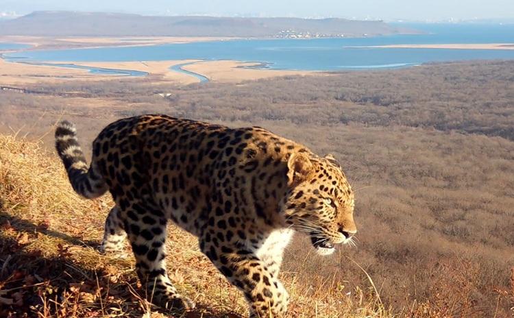 Леопард_без_имени (1).JPG