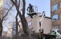 Vo-Vladivostoke-proveli-obrezku-350-derevev-_2_.png