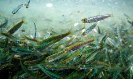 VP_fish (66).jpg