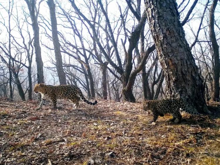 Сахаринка и котенок.jpg