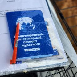 В субботу новый дом обрели 55 кошек и 6 собак #11