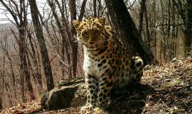Памела. Фотоловушка (2).JPG