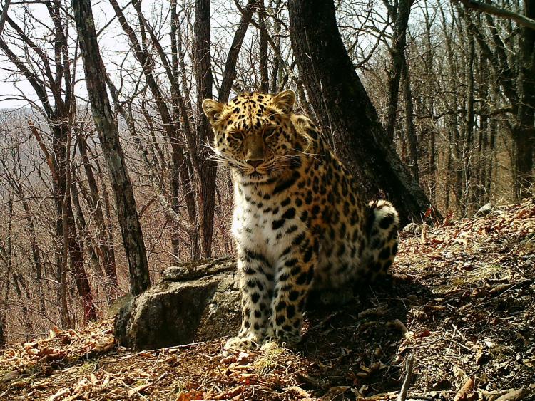 Памела. Фотоловушка (2).JPG