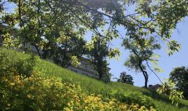 IMG_5009.jpeg