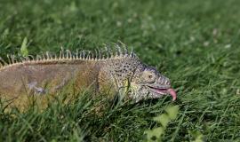 iguana-gorizont.jpg