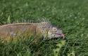 iguana-gorizont.jpg